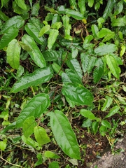 Broussonetia kaempferi