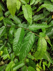 Broussonetia kaempferi