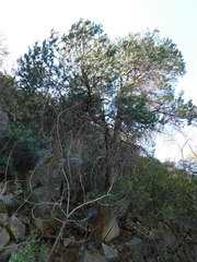 Pinus cembroides bicolor