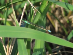 Ischnura senegalensis