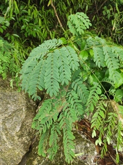 Albizia kalkora