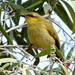 Yellow Honeyeater - Photo (c) Graham Winterflood, some rights reserved (CC BY-SA), uploaded by Graham Winterflood