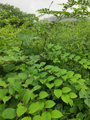 Fallopia forbesii iNat (3)
