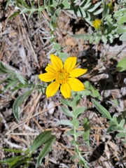 Balsamorhiza sericea