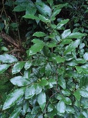 Litsea cubeba