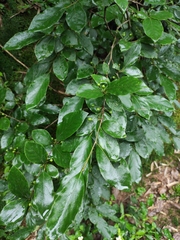 Litsea cubeba