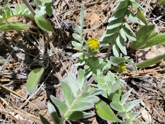 Balsamorhiza sericea