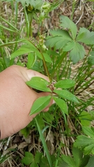 Vicia venosa baicalensis