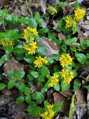 Lysimachia congestiflora
