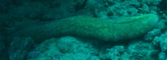 Herpolitha limax image