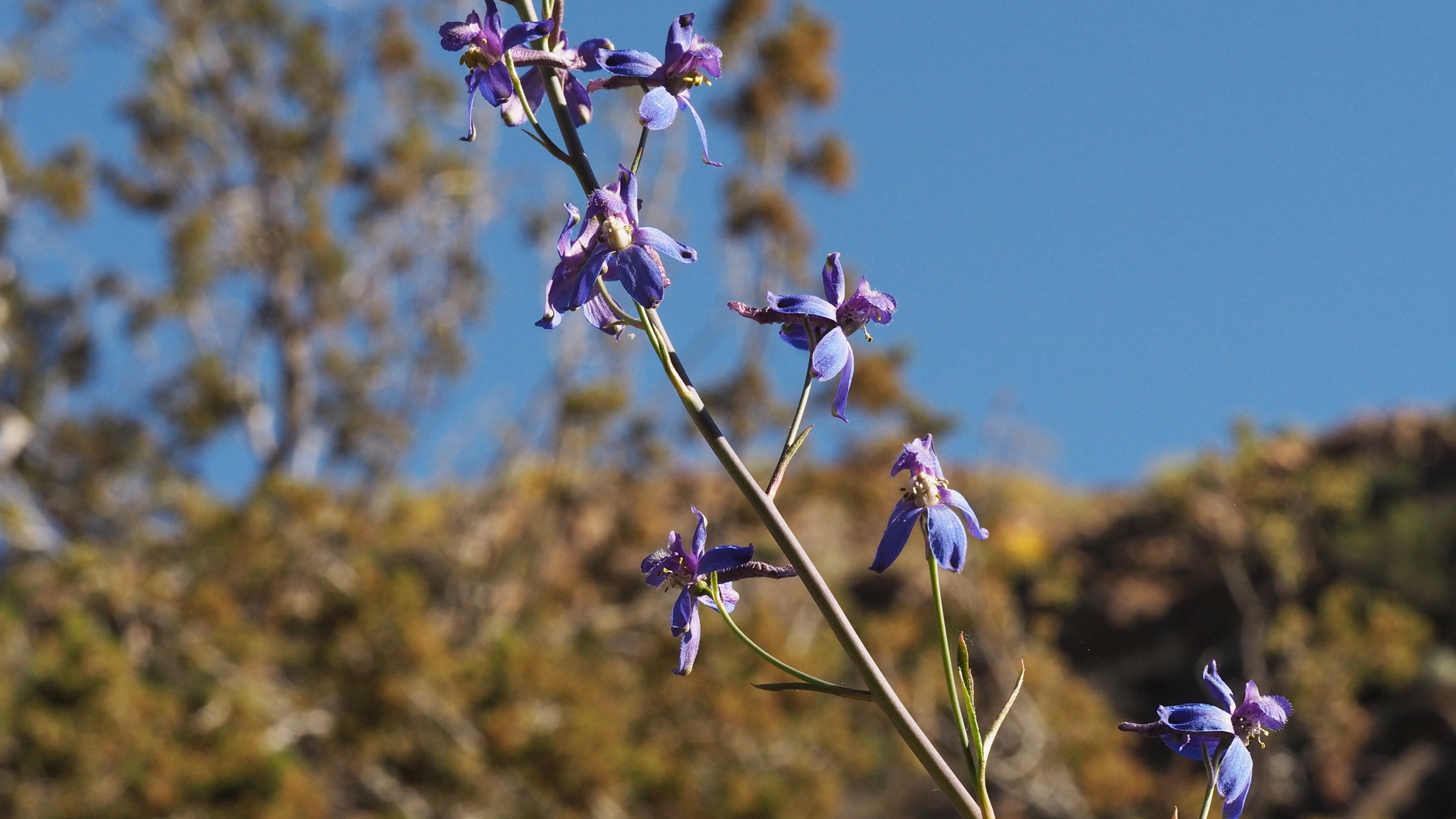 Delphinium parishii ssp. subglobosum