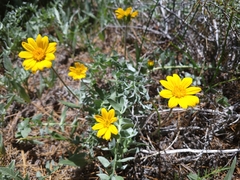 Balsamorhiza sericea