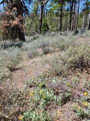 Balsamorhiza sericea
