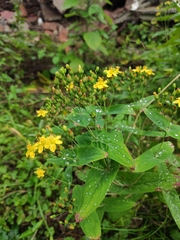 Hypericum sampsonii
