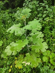 Macleaya cordata