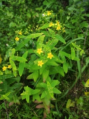 Hypericum sampsonii
