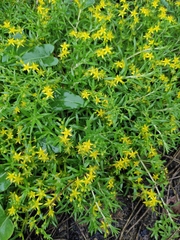 Sedum sarmentosum