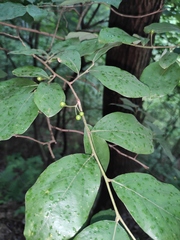 Litsea cubeba