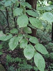 Litsea cubeba