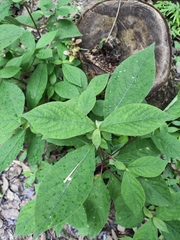 Achyranthes bidentata