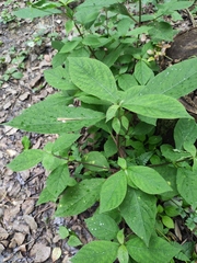 Achyranthes bidentata