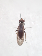 Pherbellia tenuipes