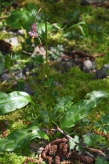 Erythronium revolutum