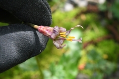 Erythronium revolutum