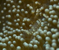 Ancylomenes magnificus