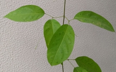 Adenocalymma calcareum