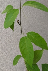 Adenocalymma calcareum