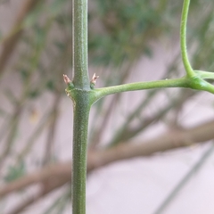 Adenocalymma calcareum