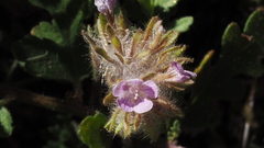 Phacelia cryptantha
