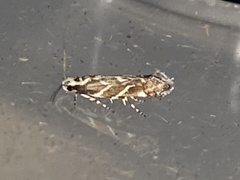 Aristotelia hexacopa