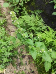 Clinopodium chinense