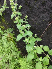 Clinopodium chinense