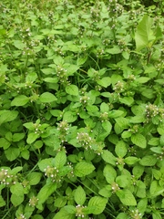 Clinopodium chinense