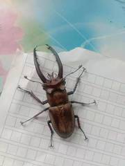 Lucanus planeti