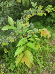 Hemiptelea davidii