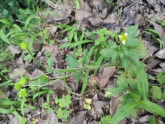 Ranunculus sieboldii