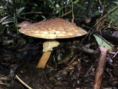 Echinoderma hemisclerum