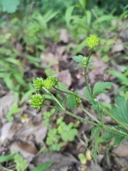 Ranunculus sieboldii