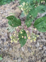 Premna microphylla