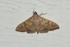 Mimorista subcostalis