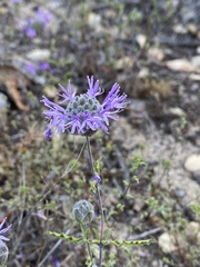 Monardella sinuata nigrescens
