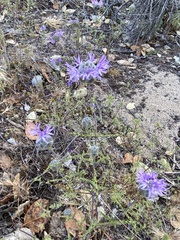 Monardella sinuata nigrescens