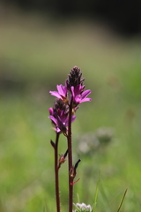 Sidalcea pedata