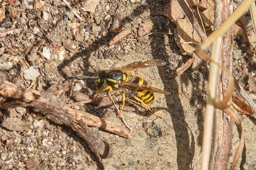 American Yellowjacket photo 5