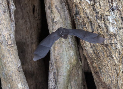 Greater Sac-winged Bat, Orange Walk District, Belize, photo 7 of 10