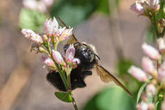 Xylocopa californica californica